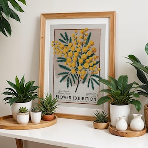 Bellissimo poster botanico di Mimosa, arte floreale francese da parete / decorazione botanica di metà secolo per gli amanti delle piante, stampa vintage del mercato dei fiori