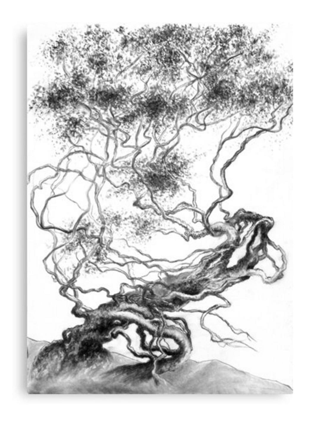 ドローイング 木炭画 オリジナル絵画、ドローイング、イラスト、顔、木炭、ユニークな