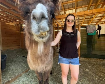 Amigo The Llama, children's real life story book, gifts, educational, artist paintings