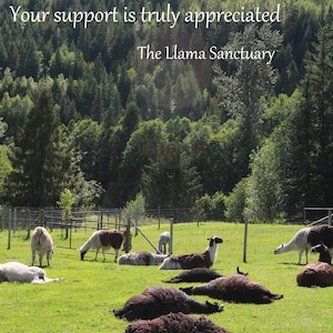 May include: A group of llamas resting in a grassy field with a forest in the background. The text "Your support is truly appreciated. The Llama Sanctuary" is displayed on the image.