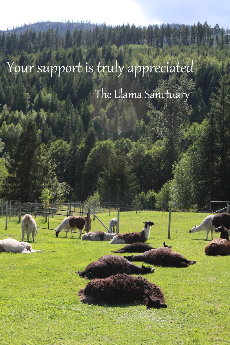 May include: A group of llamas resting in a grassy field with a forest in the background. The text "Your support is truly appreciated. The Llama Sanctuary" is displayed on the image.