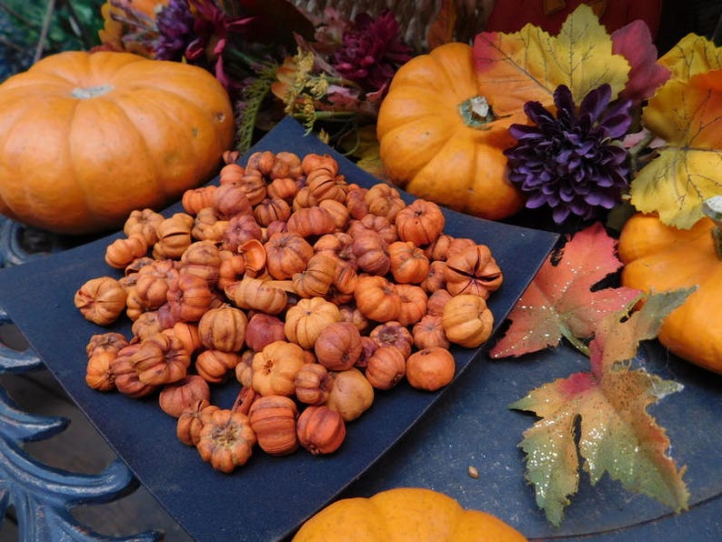 Putka Pods Two Cups, Unscented Prim Fixins, Potpourri Christmas Autumn Holiday, Primitive Mini Pumpkins image 1