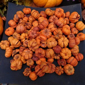 Putka Pods Two Cups, Unscented Prim Fixins, Potpourri Christmas Autumn Holiday, Primitive Mini Pumpkins image 2