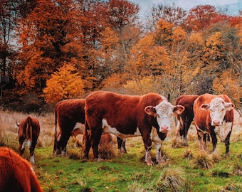 36" X 44" Panel Cows Farm Animals Autumn Leaves Trees Multicolor Cotton Fabric Panel (129855) D509.48