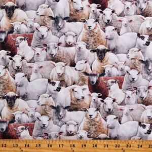 Cotton Sheep Lambs Animals Barnyard Farm Animals Cream Cotton Fabric Print by the Yard (600MULTI) D678.83