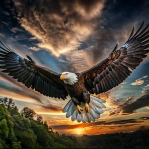 May include: A bald eagle in flight, its wings outstretched against a sunset sky. The eagle's brown and white feathers are set against the orange and blue sky. The image shows the bird soaring above a forested landscape, with the sun setting in the distance.