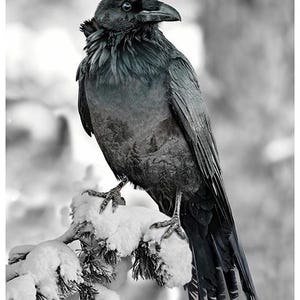 May include: A detailed black and gray image of a raven perched on a snow-covered branch. The bird's feathers are textured, and its eye is visible. The background is blurred, creating a focus on the raven.