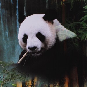May include: A black and white panda bear sitting in a bamboo forest. The panda is holding a piece of bamboo in its mouth. The background is a waterfall.