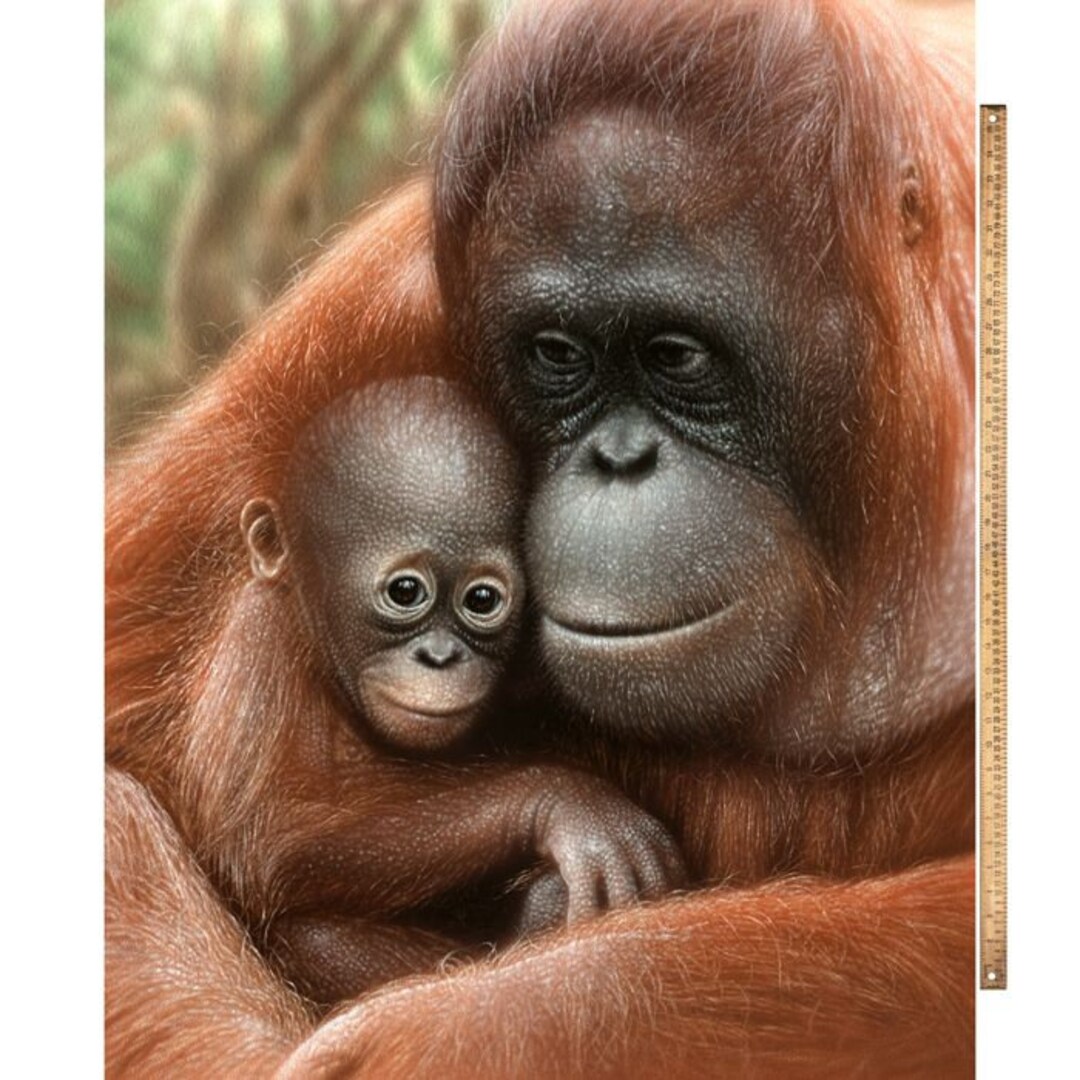 35.5" X 44" Panel Orangutang Panel Orangutangs Wildlife Baby Animals ...