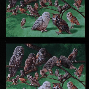24&quot; X 44&quot; Panel Owls Barn Owls Snowy Owls Screech Owls Great Horned Owls Birds Noctural Animals Wildlife Nature Cotton Fabric Panel D483.38