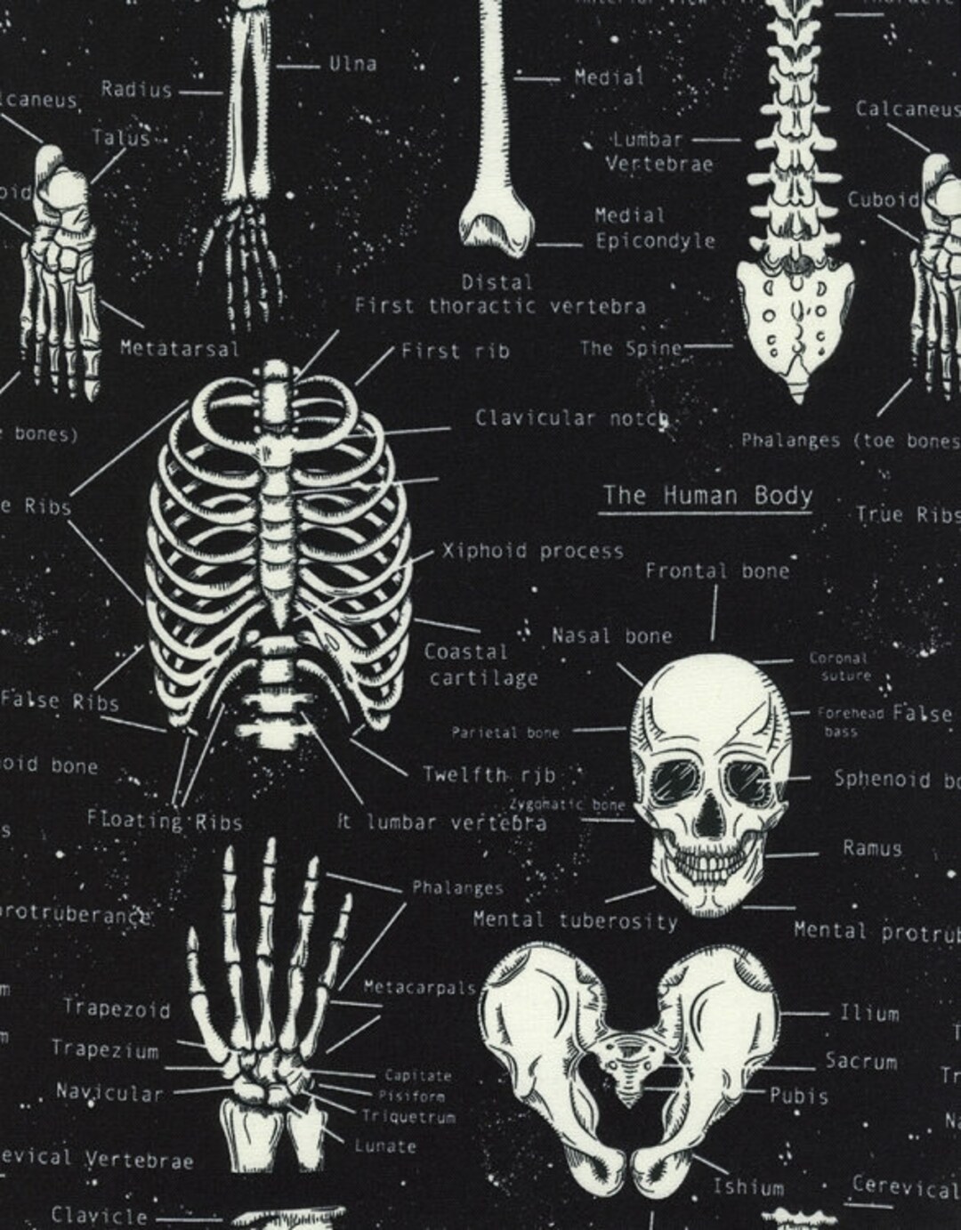 Black Skull And Crossbones Bones Skeleton Souls Underpants Cotton