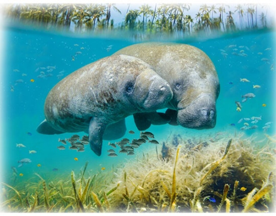 33 X 44 Panel Manatees Aquatic Animals Ocean Nautical Call of the Wild