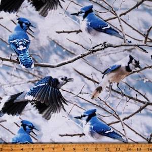 May include: Blue jay birds perched on bare branches against a white background. The birds have blue and white feathers and black markings on their heads. The branches are covered in snow and ice.