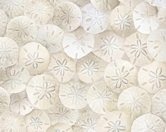 Cotton Beach Comber Timeless Treasures Landscape Travel Vacation Destination Sand Dollars Shells Sand Ocean Fabric Print by the Yard D683.79