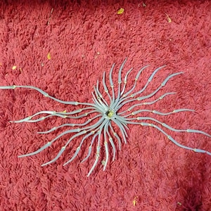 May include: A gray metal decorative piece with a central circular design and radiating, curved arms. The arms have small, yellow accents. The piece is set against a textured, red background.