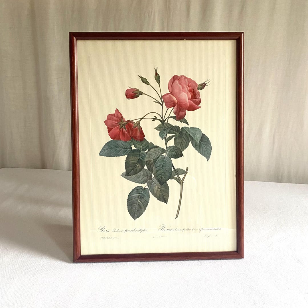 Vintage French Botanical Rose Print · Framed Mid Century Floral Art ...