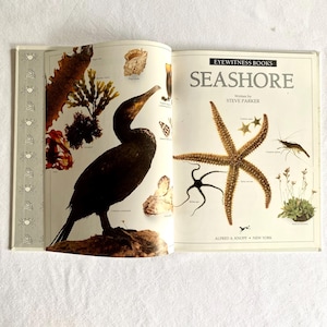 May include: An open book titled "Seashore" from the Eyewitness Books series. The book features illustrations of marine life, including a cormorant, starfish, and various sea creatures. The book is open on a white surface.