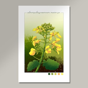 Wild Mustard Floral Art Print: Botanical Illustration (6x9)
