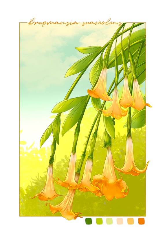 Angel's Trumpet Art Print | Digital Illustration | Floral, Flower