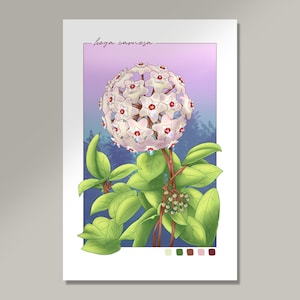 Waxflower Art Print | Digital Illustration | Floral, Flower, Nature, Horticulture, Botany, flowers, porcelain plant, wax, hoya carnosa