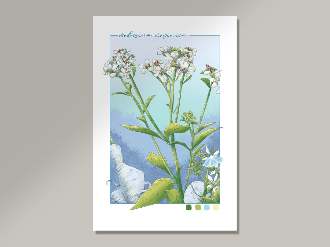 Frostweed Art Print Digital Illustration Floral, Flower, Nature ...