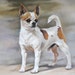 see more listings in the pet portrait section