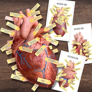 Anatomie HUMAN HEART - Activité de dissection 2D anatomiquement correcte en couleur avec étiquettes et cartes mémoire