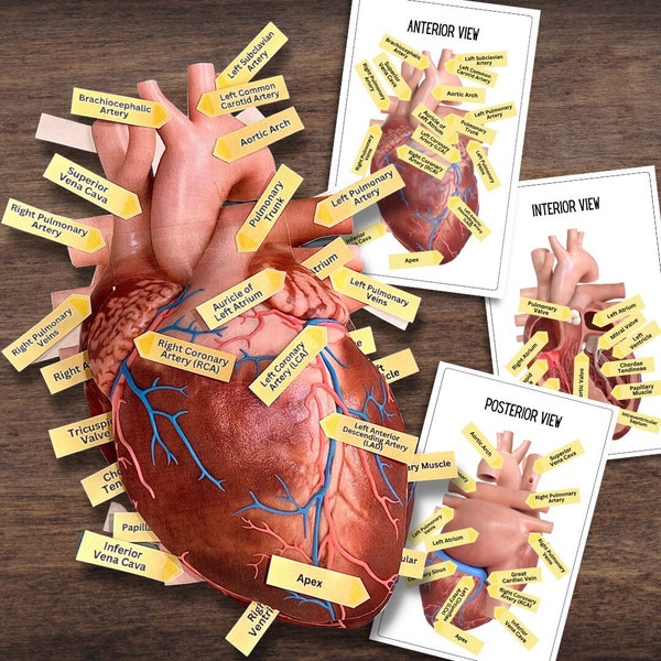 Anatomy HUMAN HEART - Full Color Anatomically Correct 2D Dissection Activity w/Tags & Flashcards