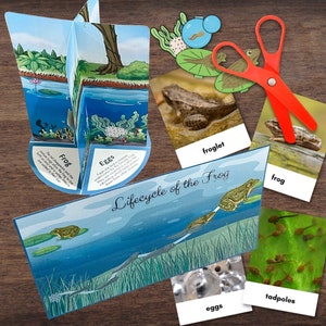 3D FROG-levenscyclusmodel - volledige kleur met beschrijvingen en 3-delige fotokaarten