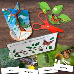 Modelo de ciclo de vida de MARIPOSA 3D: a todo color con descripciones y tarjetas fotográficas de 3 partes