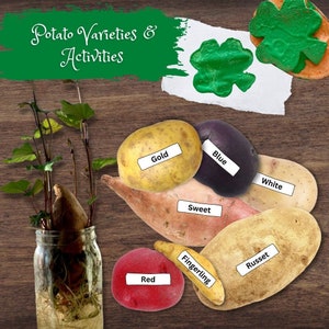 PATATA Sello Actividad Botánica Experimento y Variedad Tarjetas A TODO COLOR