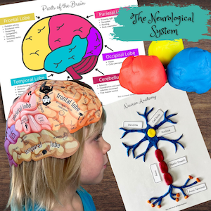 Anatomy HUMAN BRAIN - Foldable Anatomically Correct Paper Hat w/Lobes & Functions