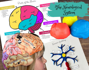 Anatomy HUMAN BRAIN - Foldable Anatomically Correct Paper Hat w/Lobes & Functions