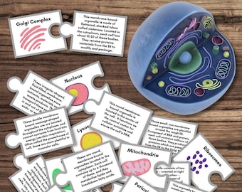 Anatomy & Physiology Animal Eukaryote CELL Activity Bundle | Matching, Flashcards, Posters