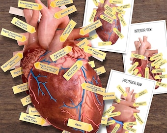 Anatomy HUMAN HEART - Full Color Anatomically Correct 2D Dissection Activity w/Tags & Flashcards