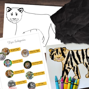 May include: A printable worksheet with a black and white outline of a tiger and a chart listing different tiger subspecies with their scientific names. The chart includes the Bengal, Siberian, Sumatran, Indochinese, Malayan, South China, Caspian, and Bali tigers.