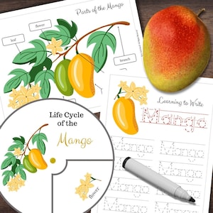 May include: A printable worksheet for learning about the life cycle of a mango. The worksheet includes a diagram of a mango tree with labels for the flower, leaf, and branch. There is also a section for tracing the word "mango" and a life cycle diagram with images of a mango flower, fruit, and seed.