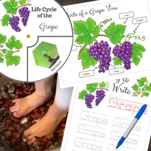 Montessori-Inspired Grape Vine Mini Study Life Cycle Parts of Bundle w/Grape Stomping