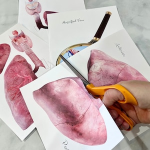 Anatomy HUMAN LUNG Respiratory System - Full Color Anatomically Correct ...