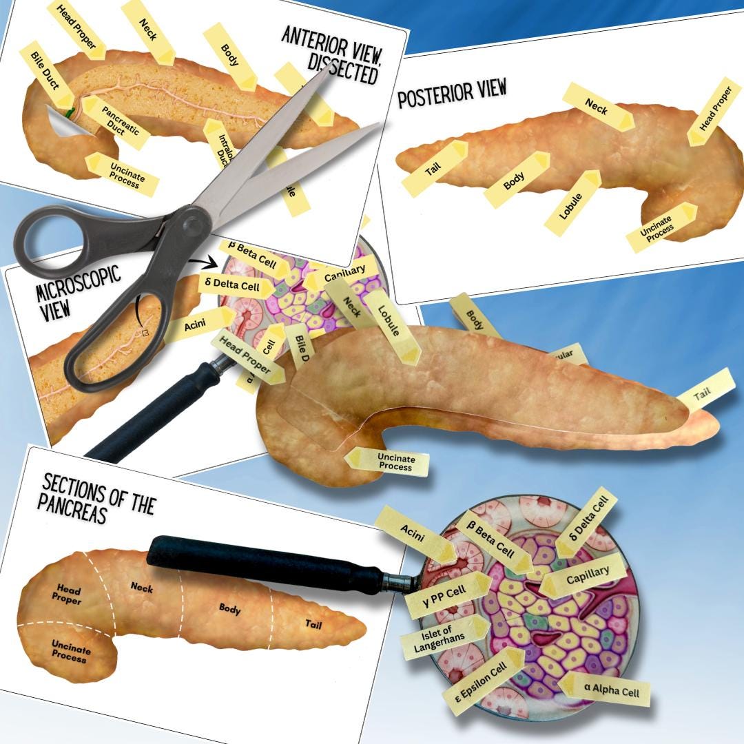 Anatomy HUMAN PANCREAS - Full Color Anatomically Correct 2D Dissection ...
