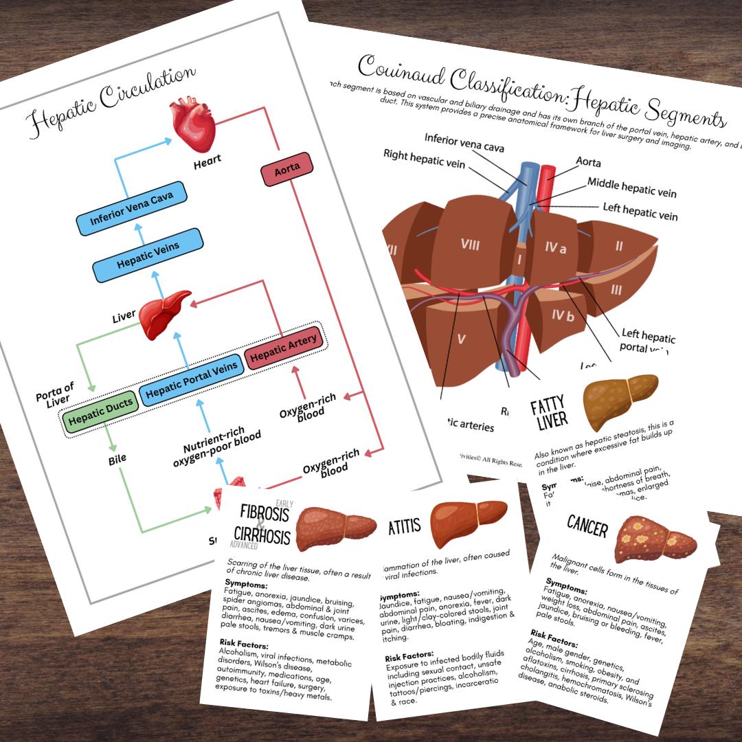 Real Liver Color Anatomy HUMAN LIVER - Full Color Anatomically Correct 2D Dissection ...
