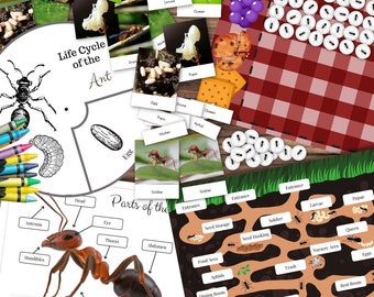 Montessori inspirado ANT Ants Mini Unidad Estudio Paquete Conteo, Ciclo de Vida, Piezas