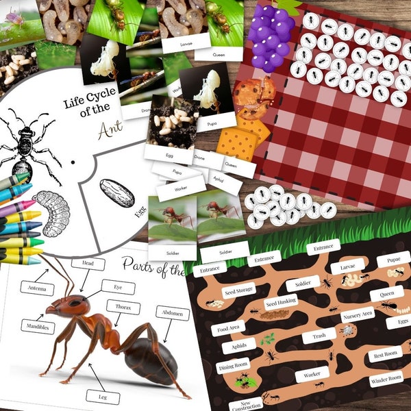 Montessori Inspired ANT Ants Mini Unit Study Bundle Comptage, cycle de vie, pièces