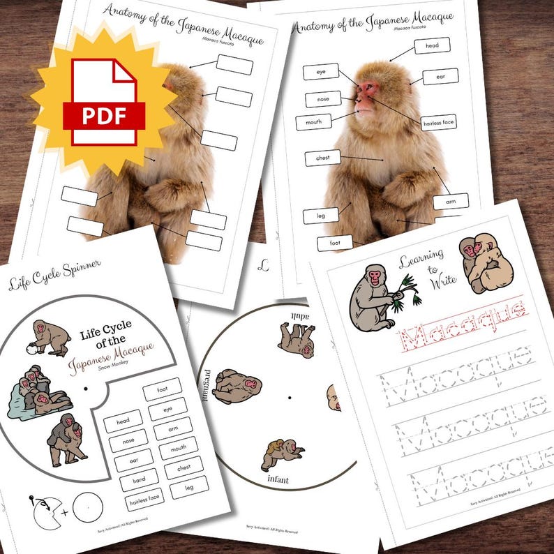 Life Cycle, Anatomy & Word Tracing of Japanese MACAQUE Snow Monkey ...