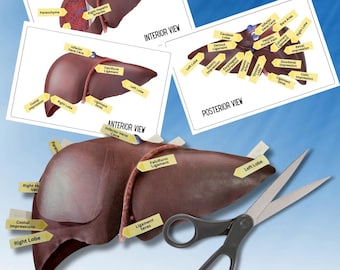 Anatomía del HÍGADO HUMANO - Actividad de disección 2D anatómicamente correcta a todo color con etiquetas y tarjetas didácticas