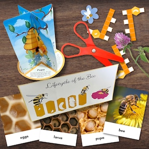 3D BEE-levenscyclusmodel - volledige kleur met beschrijvingen en 3-delige fotokaarten