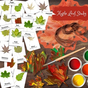 Tarjetas de 3 partes MAPLE Leaf Montessori, cordones, combinación de colores y artesanía de proceso