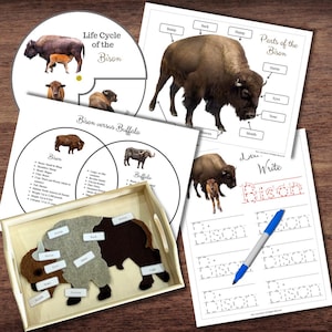 Montessori-Inspired Bison Buffalo Life Cycle Comparison Anatomy Tracing
