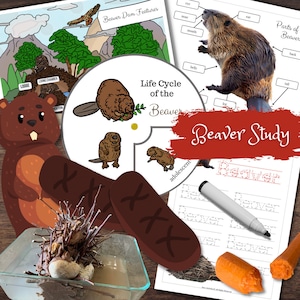 BEAVER Mini Studio STEM e attività Montessori Poster Giochi di anatomia del ciclo di vita