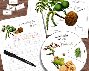 Árbol de nogal inspirado en Montessori: fruto, planta, ciclo de vida, anatomía y rastreo